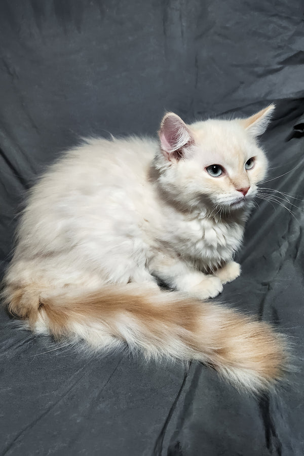 Greyson | Ragdoll Kitten
