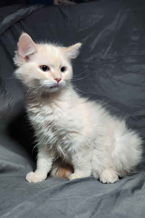 Greyson | Ragdoll Kitten