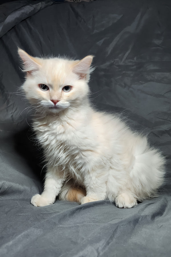 Greyson | Ragdoll Kitten