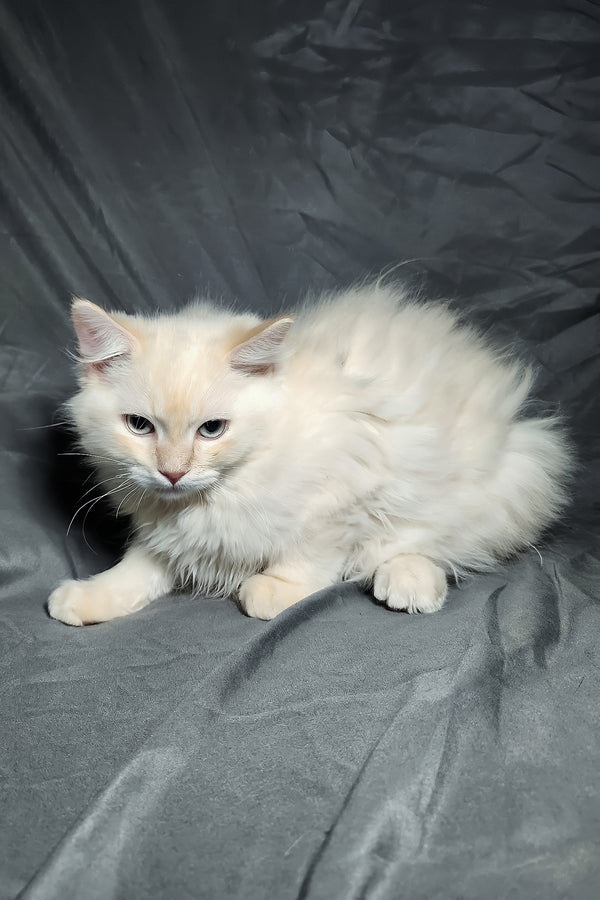 Greyson | Ragdoll Kitten