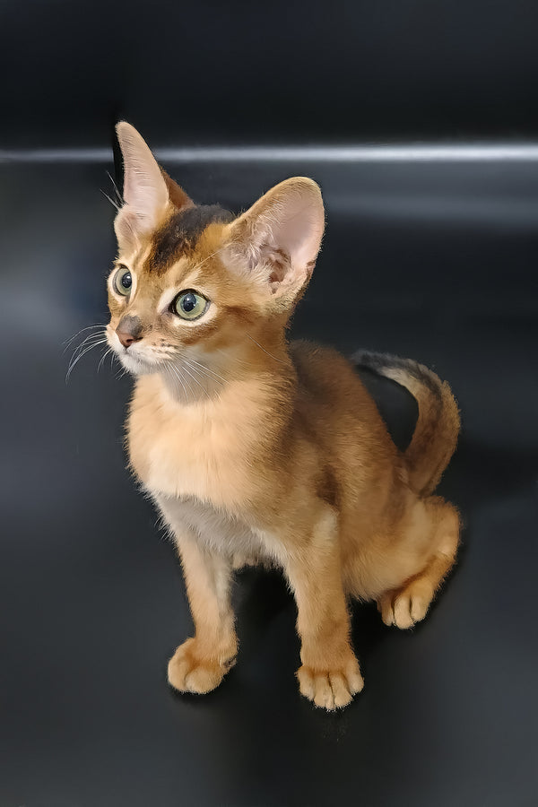 Griffin | Abyssinian Kitten