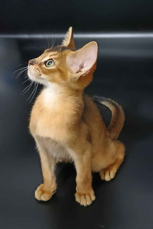 Griffin | Abyssinian Kitten