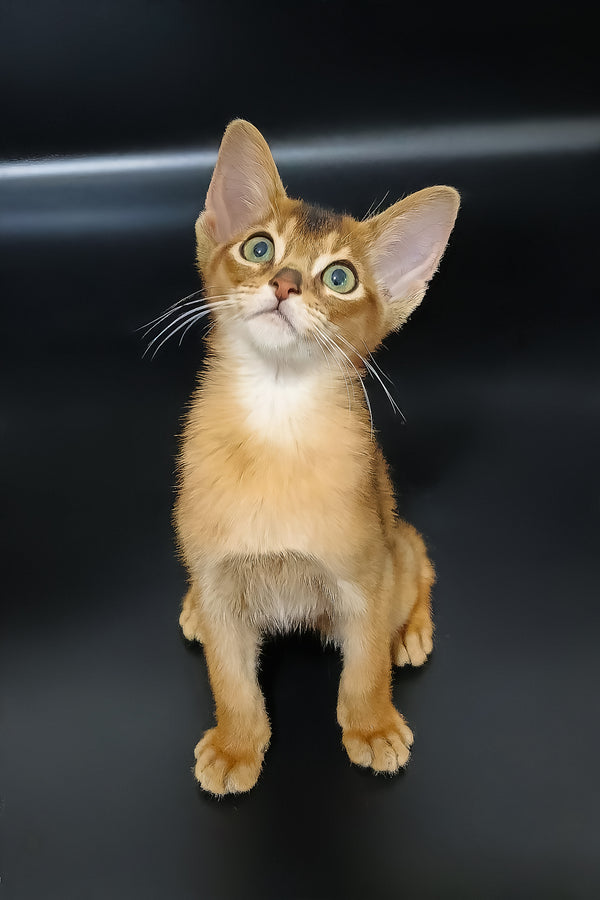 Griffin | Abyssinian Kitten