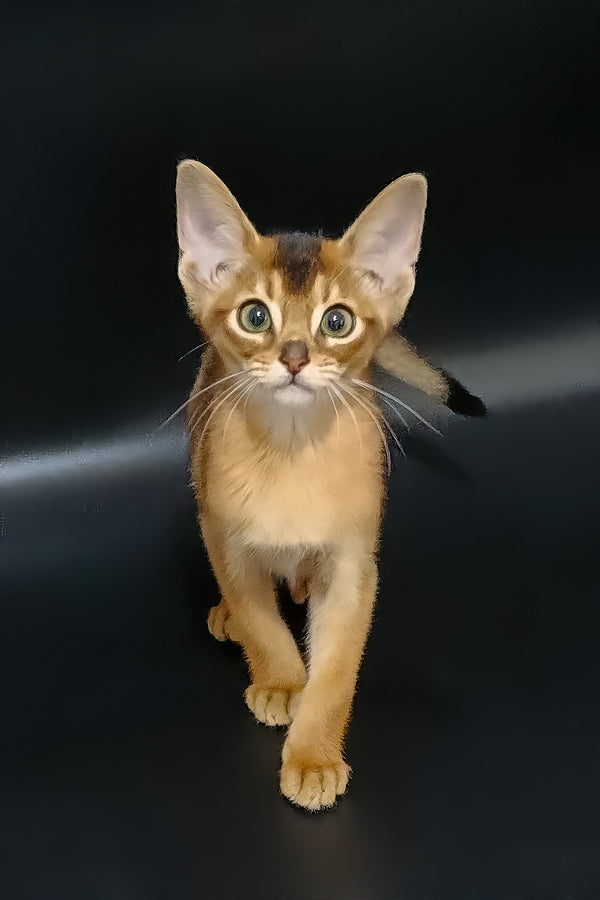 Griffin | Abyssinian Kitten