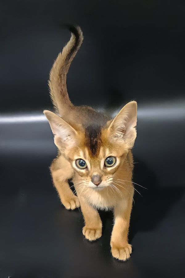 Griffin | Abyssinian Kitten