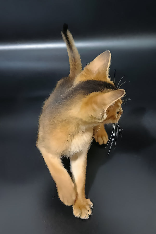 Griffin | Abyssinian Kitten