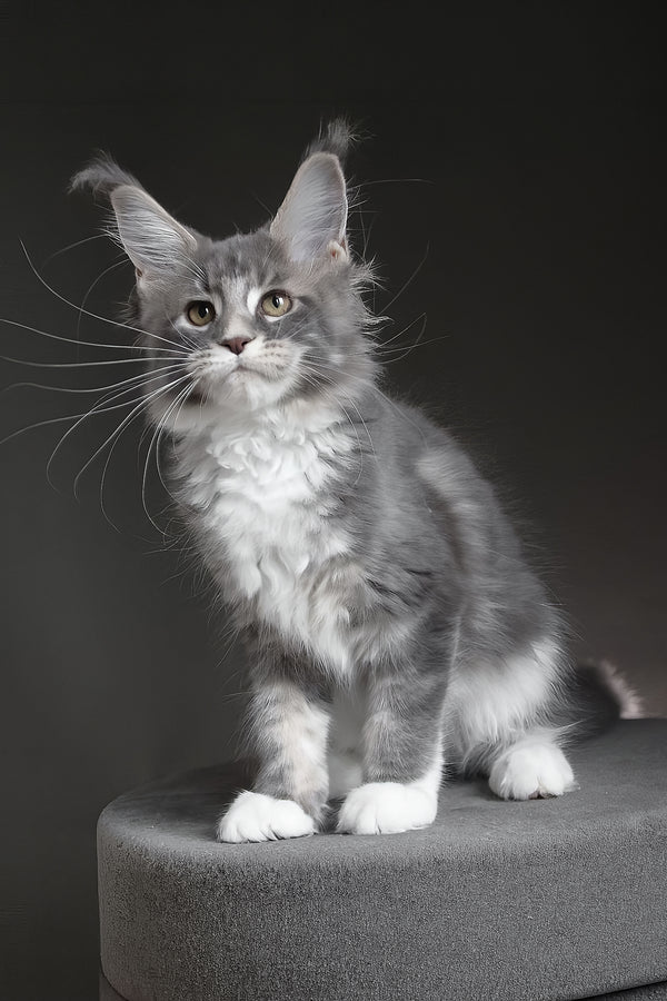 Groza | Maine Coon Kitten