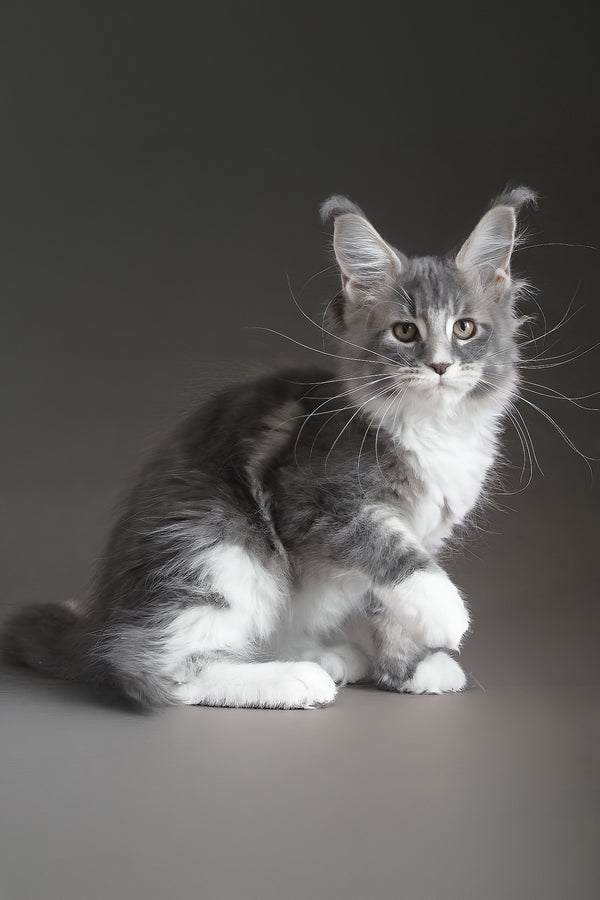 Groza | Maine Coon Kitten