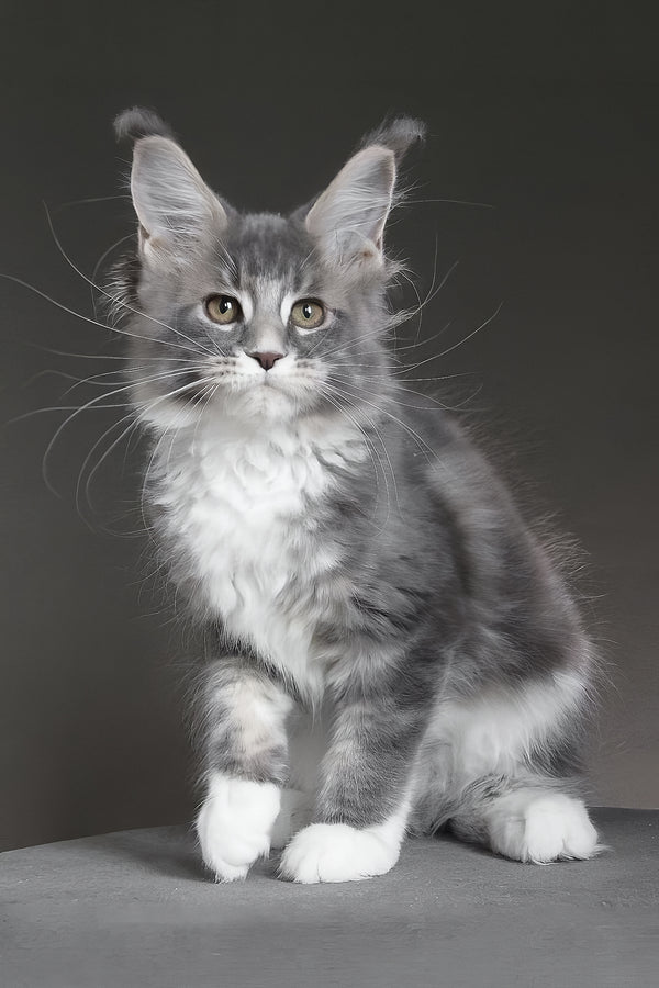 Groza | Maine Coon Kitten