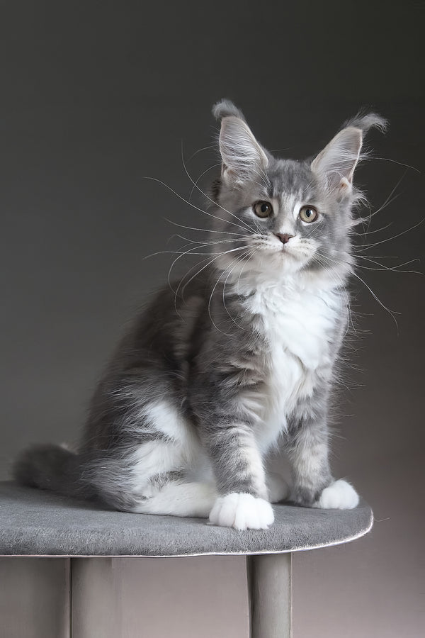 Groza | Maine Coon Kitten