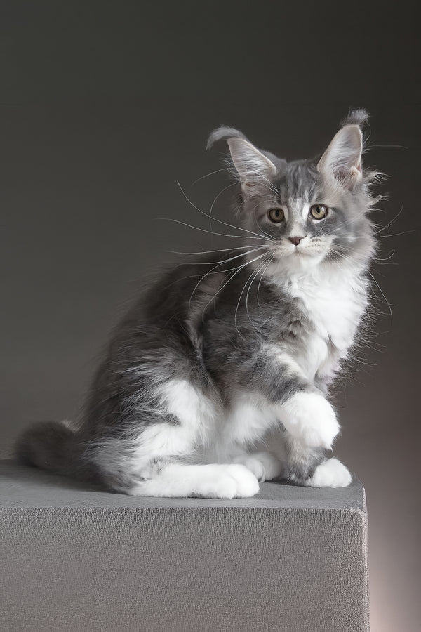 Groza | Maine Coon Kitten
