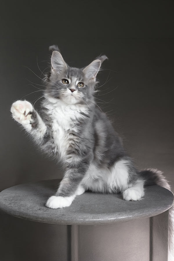 Groza | Maine Coon Kitten