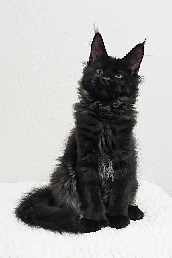 Grunter | Polydactyl Maine Coon Kitten