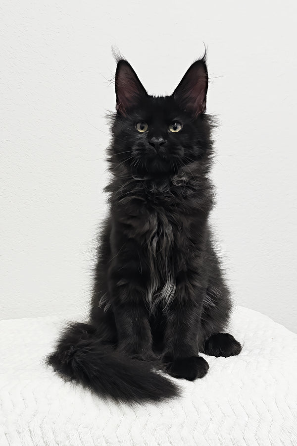 Grunter | Polydactyl Maine Coon Kitten