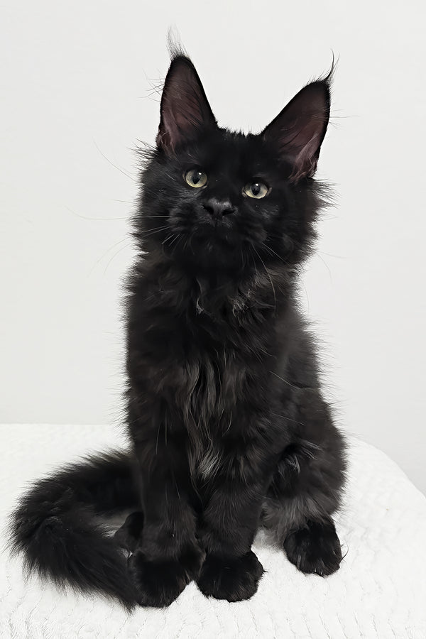 Grunter | Polydactyl Maine Coon Kitten