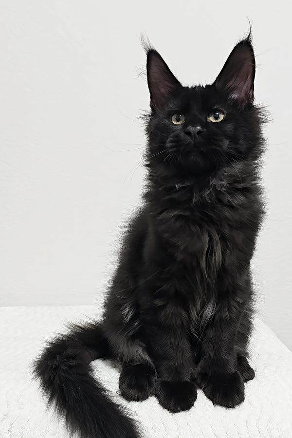 Grunter | Polydactyl Maine Coon Kitten