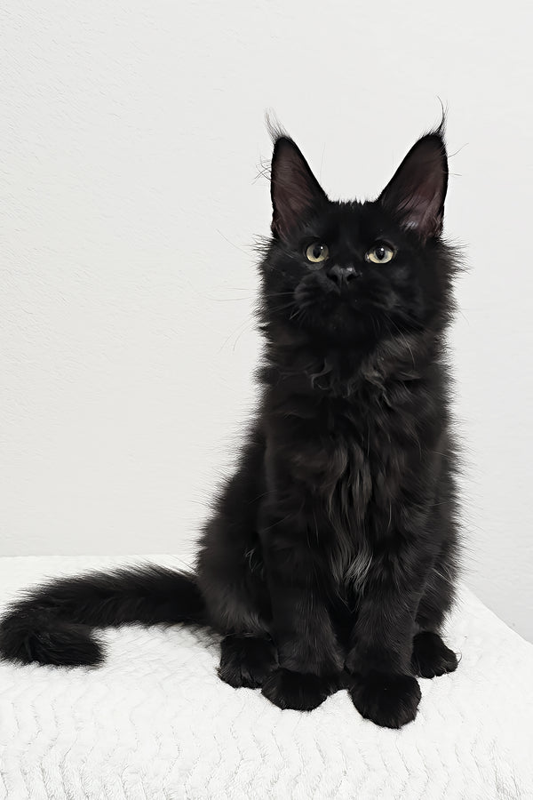 Grunter | Polydactyl Maine Coon Kitten