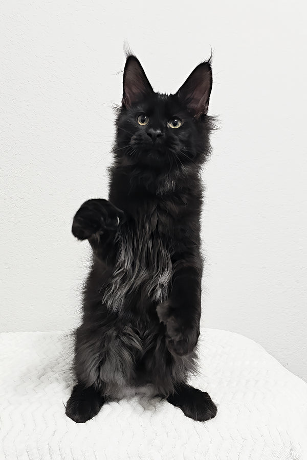 Grunter | Polydactyl Maine Coon Kitten