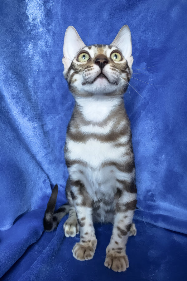 Gucci | Bengal Kitten