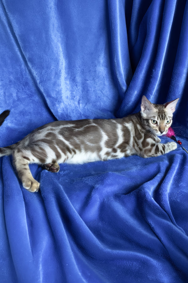 Gucci | Bengal Kitten