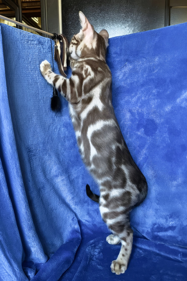 Gucci | Bengal Kitten