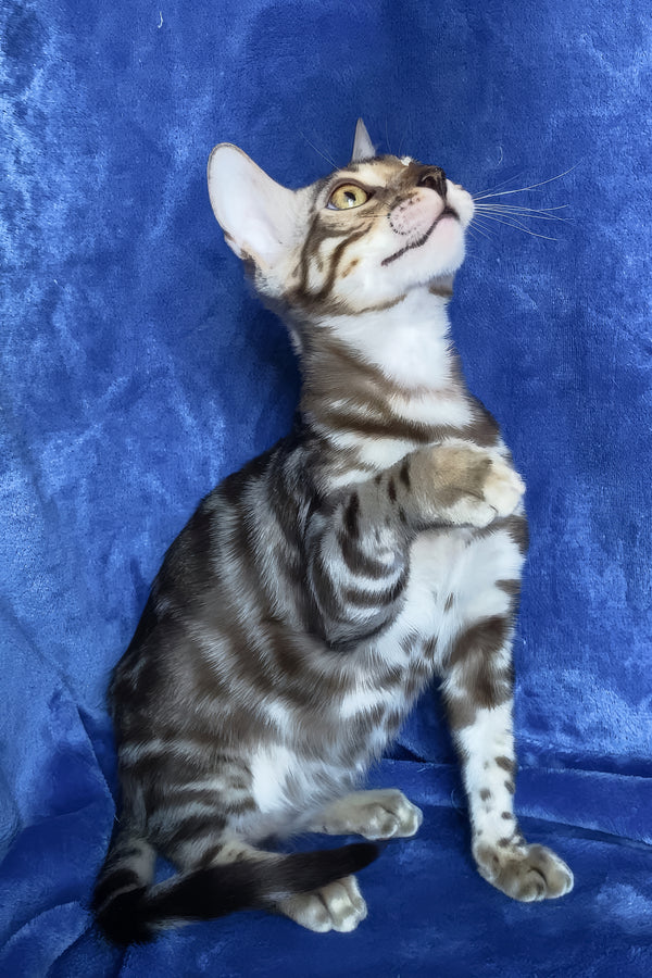Gucci | Bengal Kitten