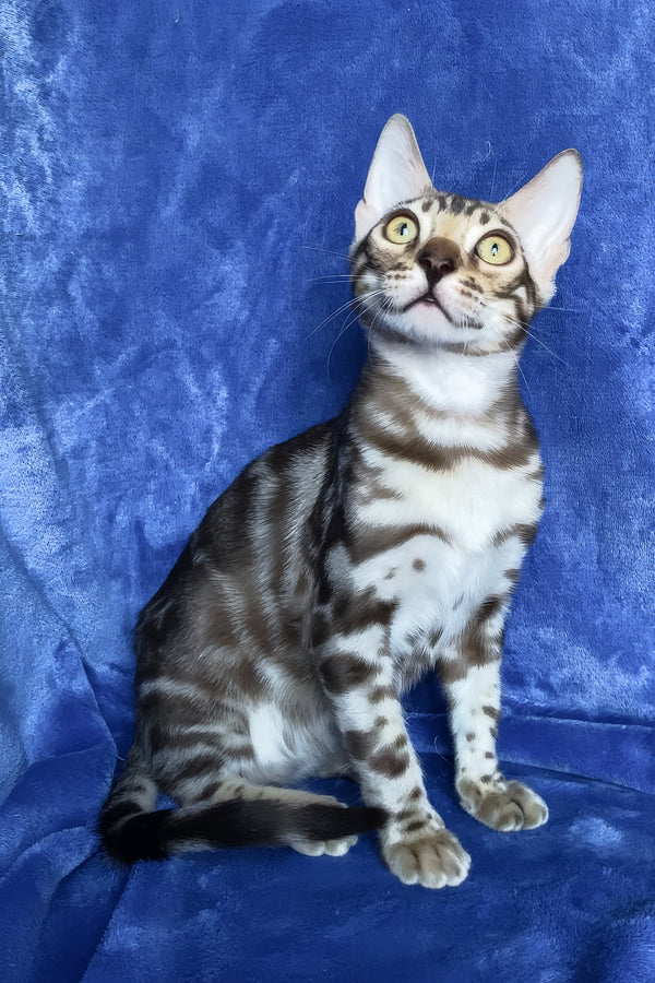 Gucci | Bengal Kitten