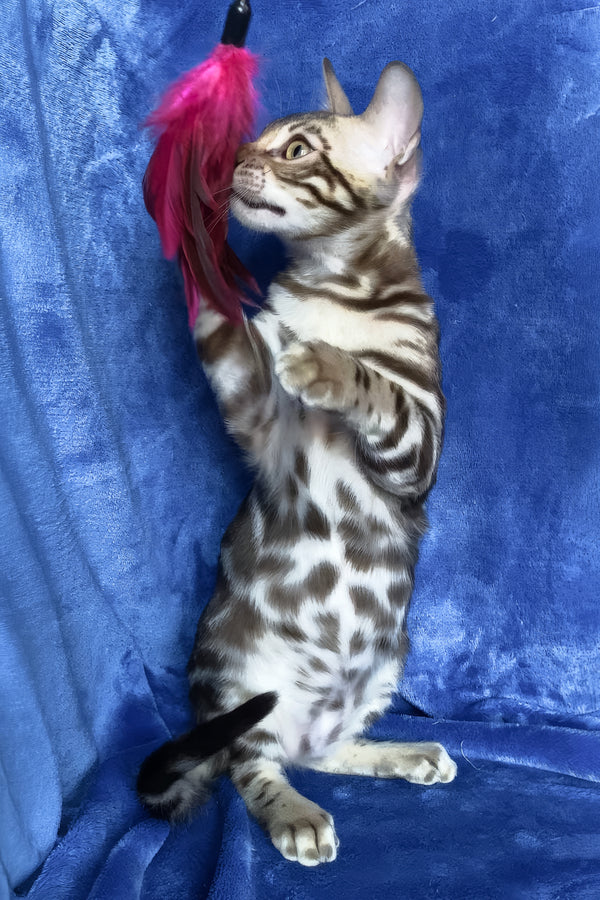 Gucci | Bengal Kitten