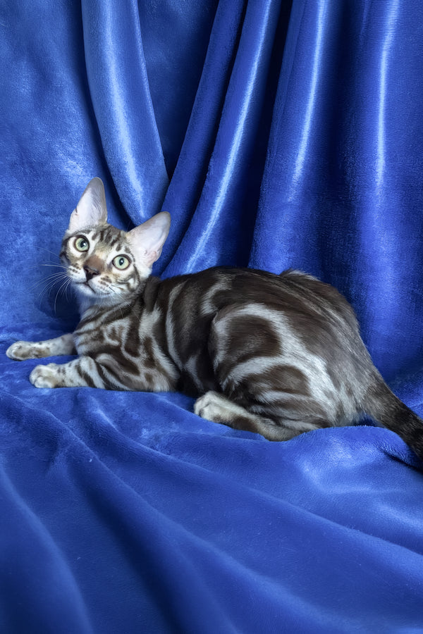 Gucci | Bengal Kitten