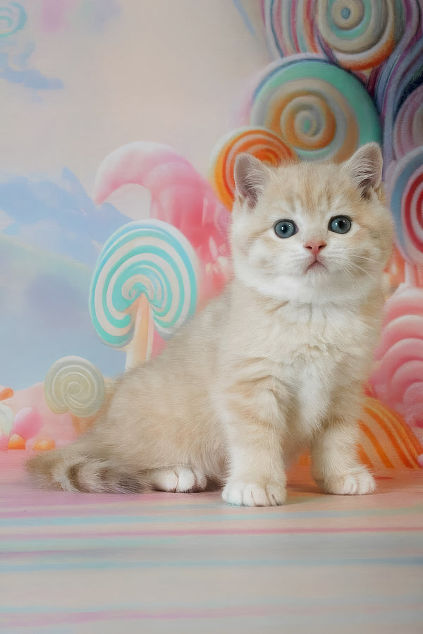 Gucci | British Shorthair Kitten