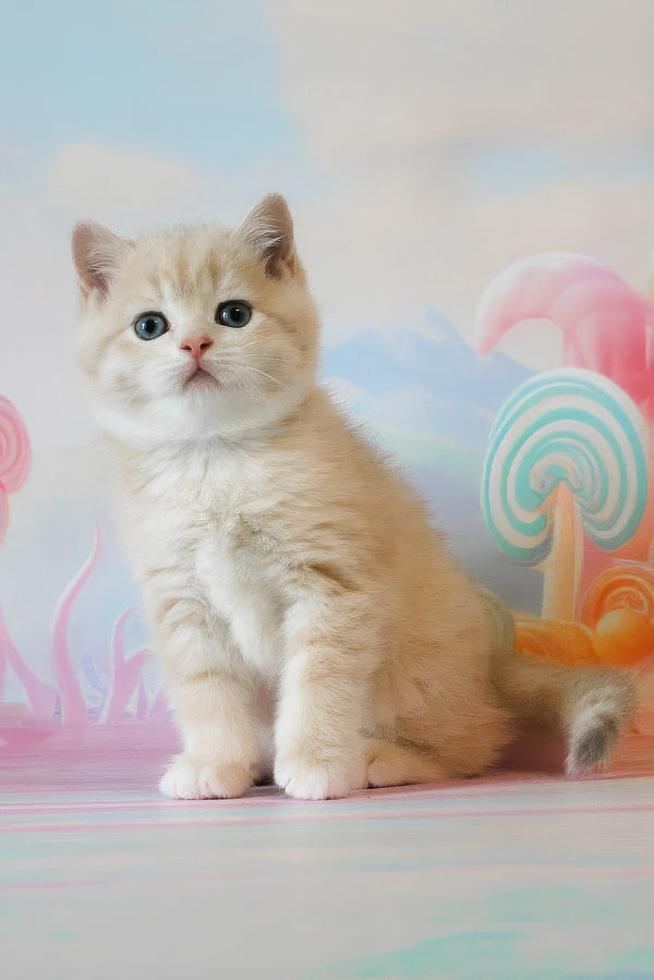 Gucci | British Shorthair Kitten