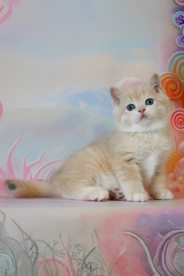 Gucci | British Shorthair Kitten