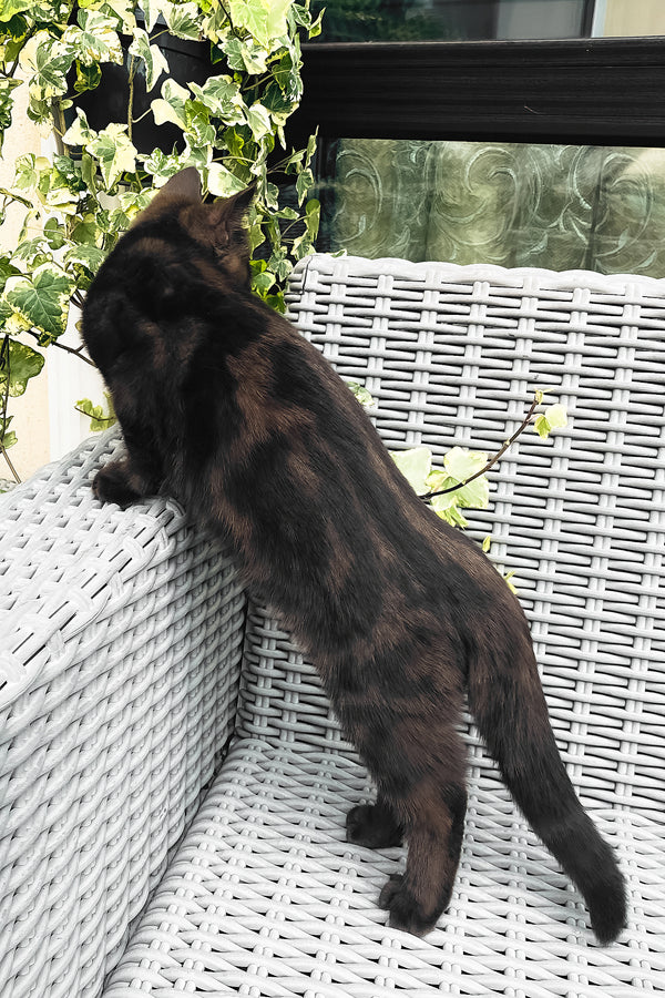 Grace | British Shorthair Kitten