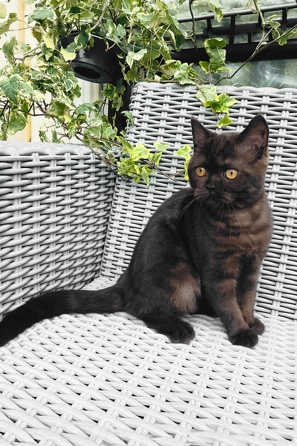 Grace | British Shorthair Kitten