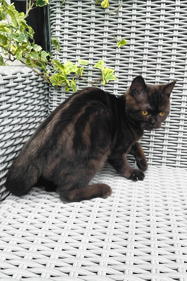 Grace | British Shorthair Kitten