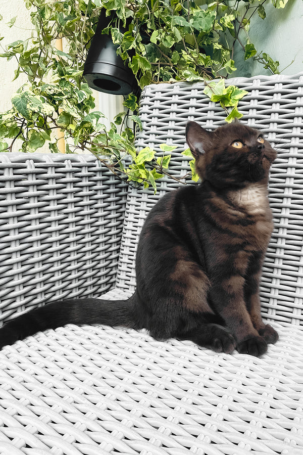 Grace | British Shorthair Kitten