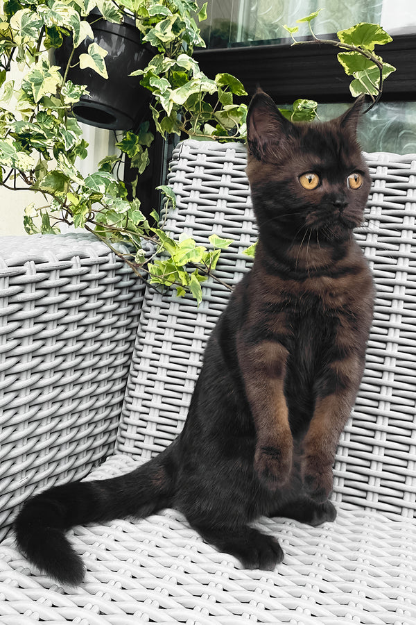 Grace | British Shorthair Kitten