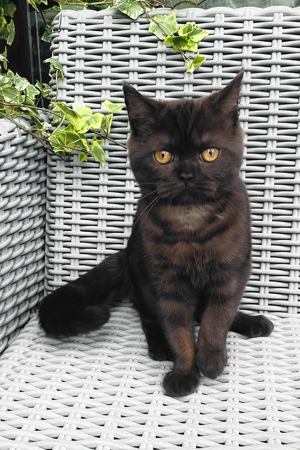 Grace | British Shorthair Kitten