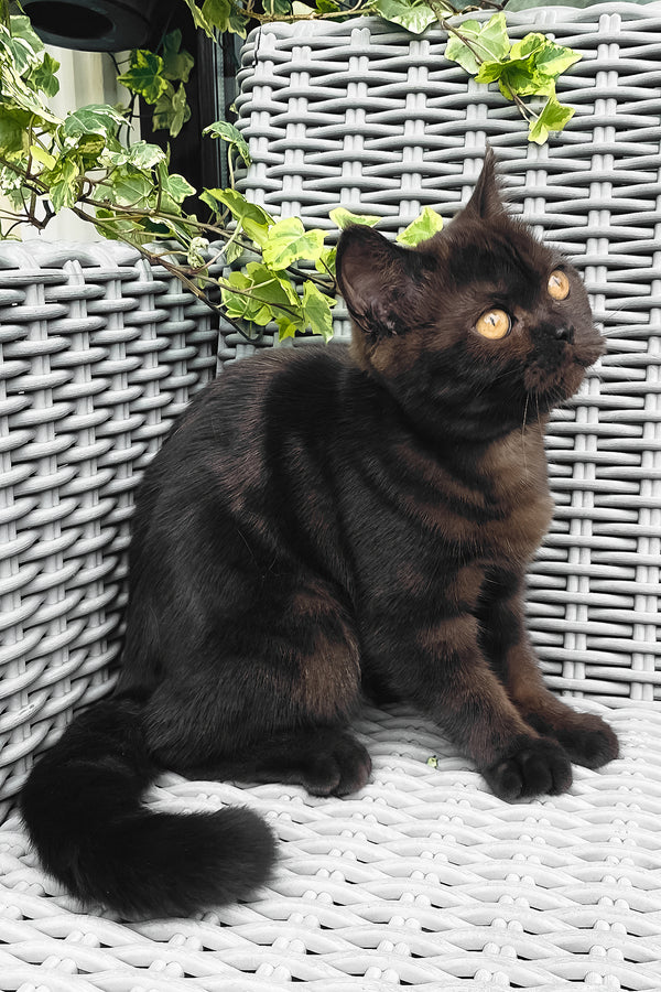 Grace | British Shorthair Kitten