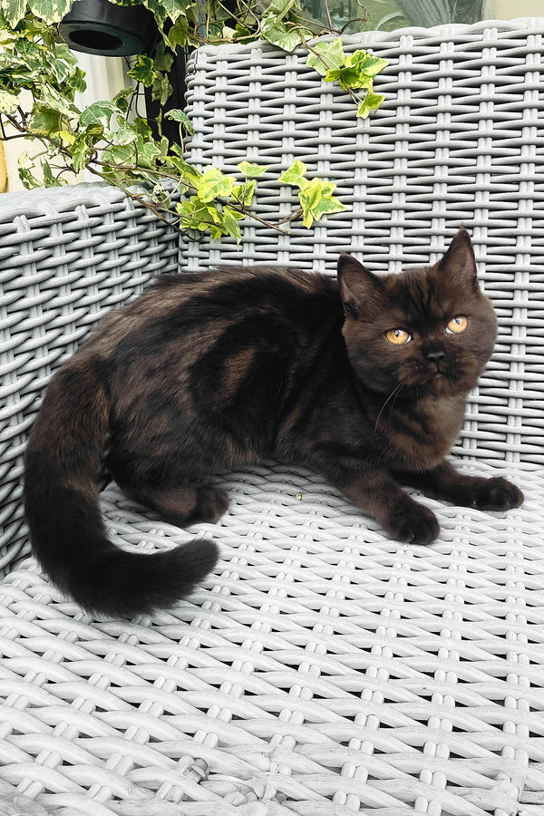 Grace | British Shorthair Kitten