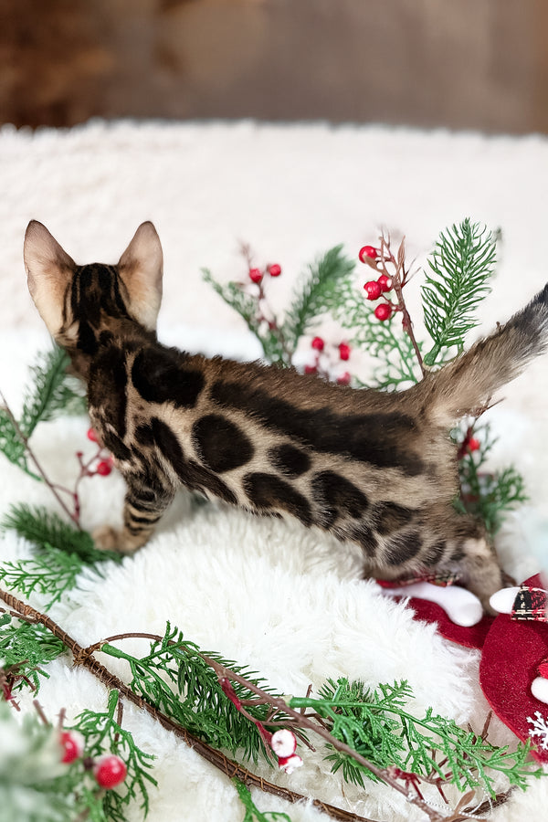 Gustav | Bengal Kitten