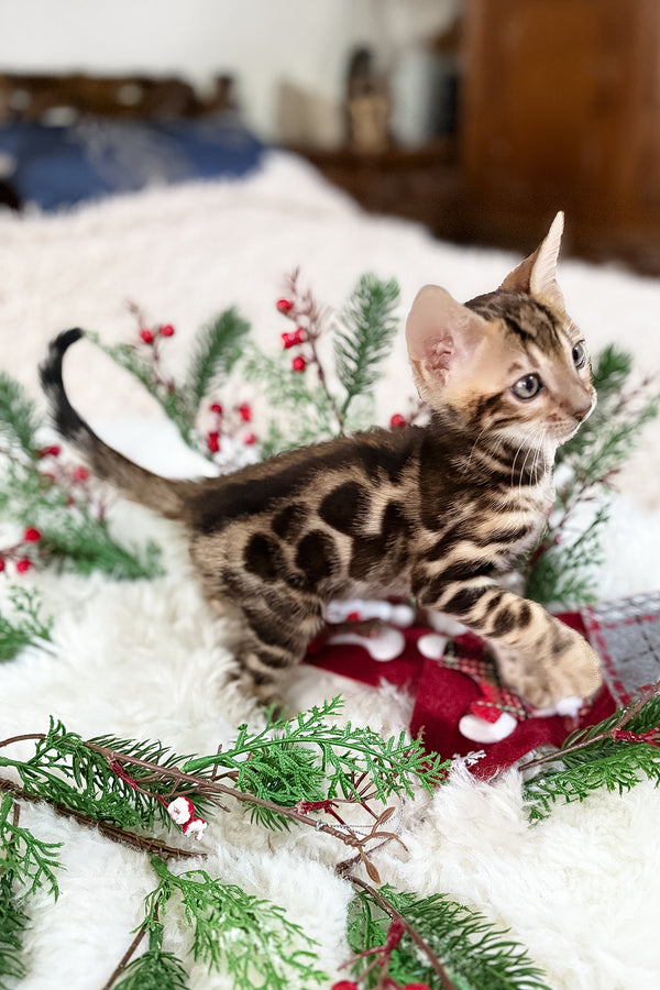 Gustav | Bengal Kitten