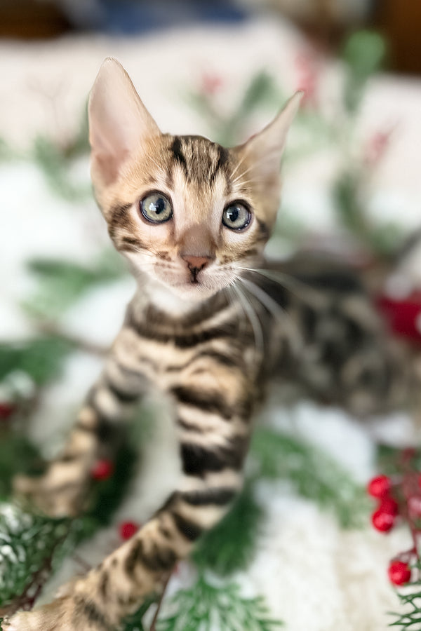 Gustav | Bengal Kitten