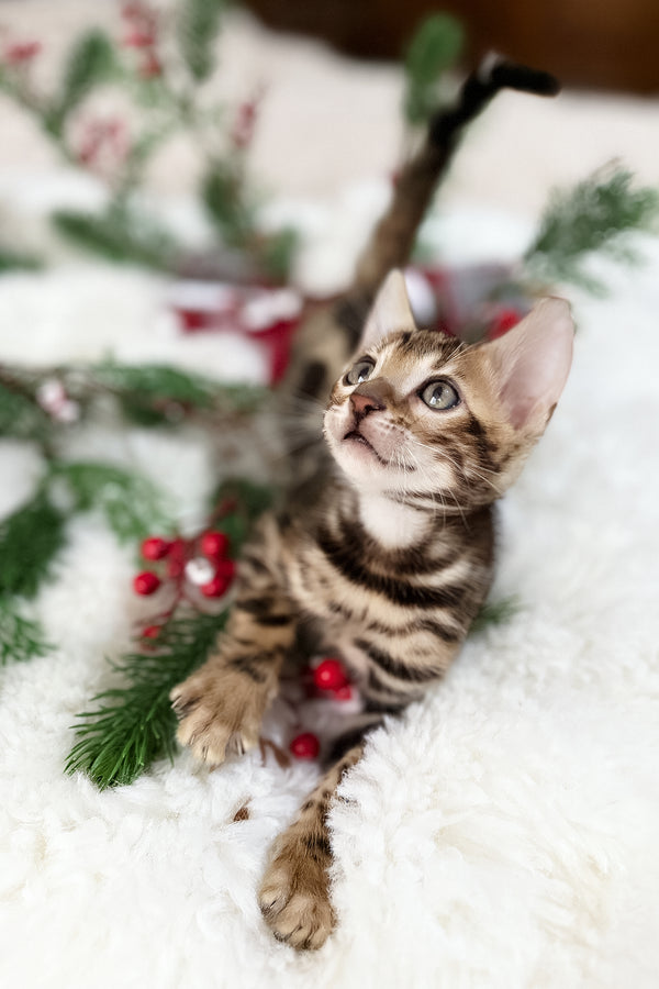 Gustav | Bengal Kitten