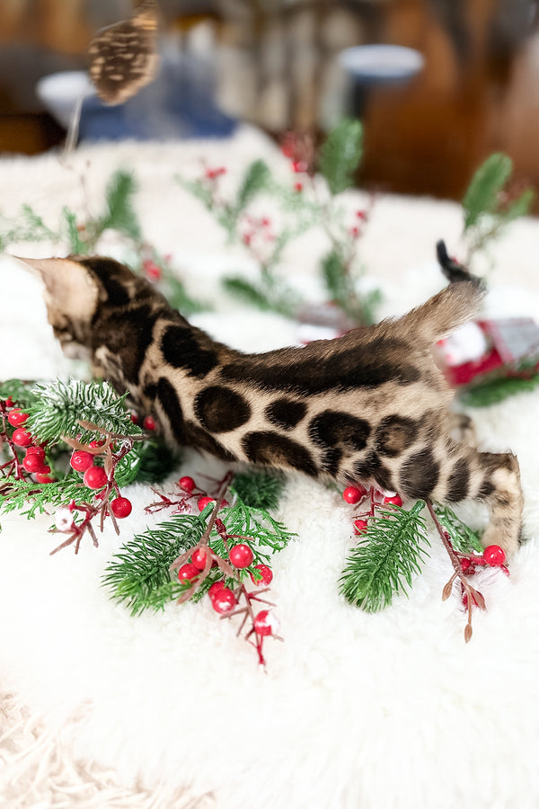 Gustav | Bengal Kitten