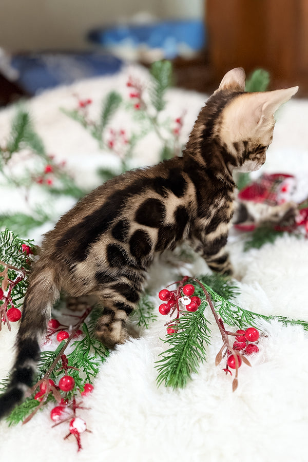 Gustav | Bengal Kitten