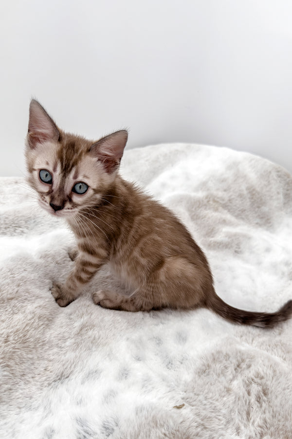Gwen | Bengal Kitten