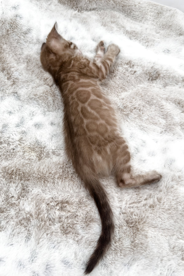 Gwen | Bengal Kitten