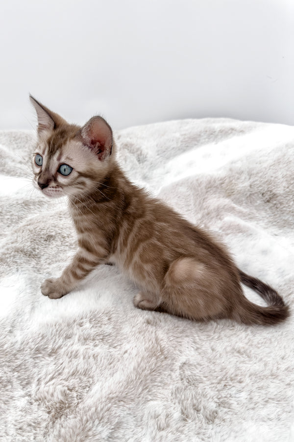 Gwen | Bengal Kitten