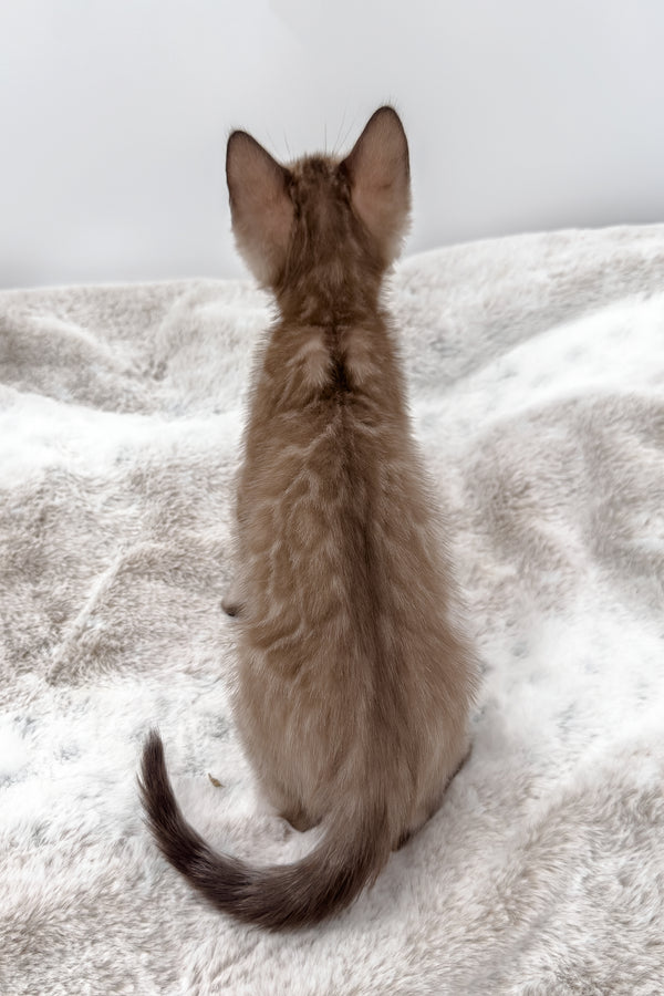 Gwen | Bengal Kitten